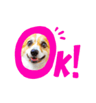 コーギー のイヴくん①(大きめ)（個別スタンプ：8）