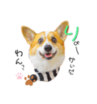 コーギー のイヴくん①(大きめ)（個別スタンプ：9）