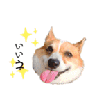 コーギー のイヴくん①(大きめ)（個別スタンプ：10）