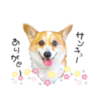 コーギー のイヴくん①(大きめ)（個別スタンプ：13）