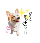 コーギー のイヴくん①(大きめ)（個別スタンプ：15）
