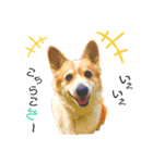 コーギー のイヴくん①(大きめ)（個別スタンプ：16）