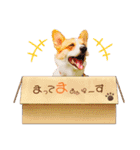 コーギー のイヴくん①(大きめ)（個別スタンプ：22）
