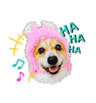 コーギー のイヴくん①(大きめ)（個別スタンプ：25）