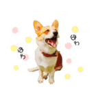 コーギー のイヴくん①(大きめ)（個別スタンプ：26）
