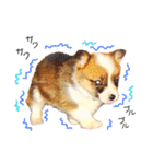 コーギー のイヴくん①(大きめ)（個別スタンプ：32）