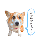 コーギー のイヴくん①(大きめ)（個別スタンプ：33）