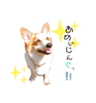 コーギー のイヴくん①(大きめ)（個別スタンプ：37）