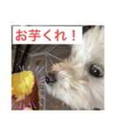 ベルくんの気持ち（個別スタンプ：2）