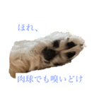 ベルくんの気持ち（個別スタンプ：5）