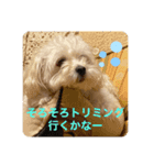 ベルくんの気持ち（個別スタンプ：8）