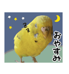 セキセイインコのきんちゃん2（個別スタンプ：2）