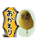 セキセイインコのきんちゃん2（個別スタンプ：8）