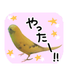 セキセイインコのきんちゃん2（個別スタンプ：9）