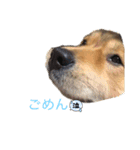 犬イヌスタンプ（個別スタンプ：1）