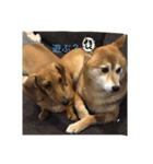 犬イヌスタンプ（個別スタンプ：2）
