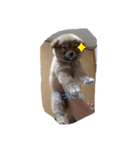犬イヌスタンプ（個別スタンプ：3）