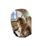 犬イヌスタンプ（個別スタンプ：4）