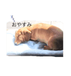 犬イヌスタンプ（個別スタンプ：5）