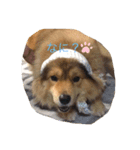 犬イヌスタンプ（個別スタンプ：7）