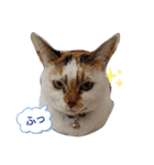 横山家のお猫様（個別スタンプ：4）