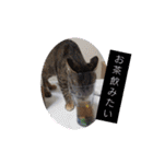横山家のお猫様（個別スタンプ：5）