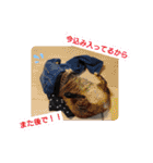 横山家のお猫様（個別スタンプ：7）