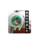 横山家のお猫様（個別スタンプ：8）