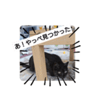 横山家のお猫様（個別スタンプ：9）