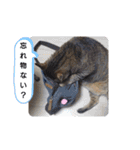 横山家のお猫様（個別スタンプ：12）