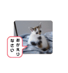 横山家のお猫様（個別スタンプ：14）