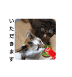 横山家のお猫様（個別スタンプ：15）