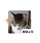 横山家のお猫様（個別スタンプ：17）