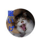 横山家のお猫様（個別スタンプ：18）