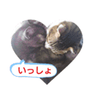 横山家のお猫様（個別スタンプ：19）