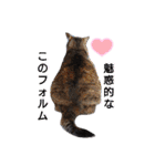 横山家のお猫様（個別スタンプ：20）