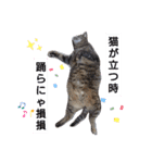 横山家のお猫様（個別スタンプ：21）