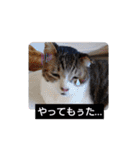 横山家のお猫様（個別スタンプ：23）