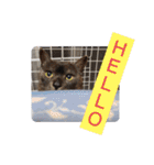 横山家のお猫様（個別スタンプ：24）