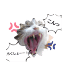 横山家のお猫様（個別スタンプ：25）