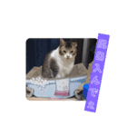 横山家のお猫様（個別スタンプ：26）