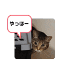 横山家のお猫様（個別スタンプ：28）