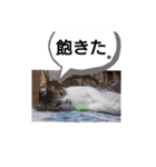 横山家のお猫様（個別スタンプ：31）