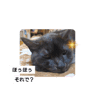 横山家のお猫様（個別スタンプ：32）