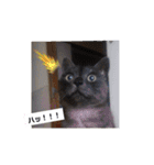 横山家のお猫様（個別スタンプ：34）