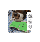 横山家のお猫様（個別スタンプ：36）