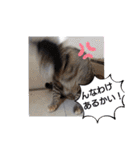 横山家のお猫様（個別スタンプ：37）