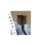 横山家のお猫様（個別スタンプ：39）