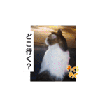 横山家のお猫様（個別スタンプ：40）