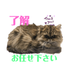 かわいい♡猫♡（個別スタンプ：3）
